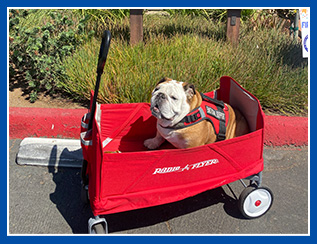 bulldog in red wagon